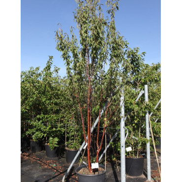 PRUNUS serrula BRANKLYN En pot de 90-110 litres forme cépée