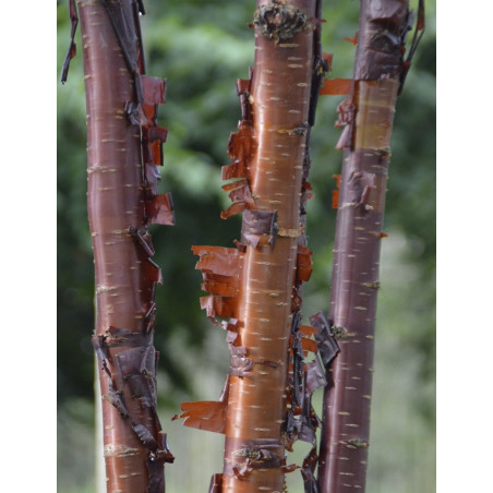 PRUNUS serrula BRANKLYN