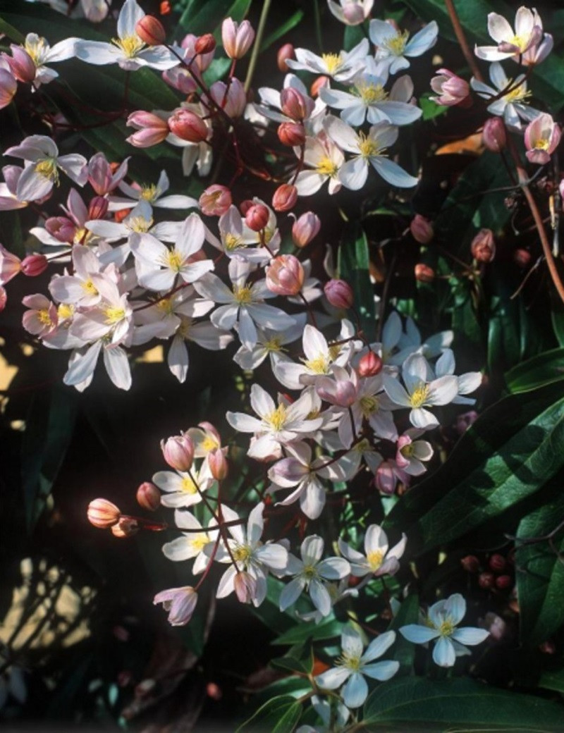 CLEMATIS armandii APPLE BLOSSOM