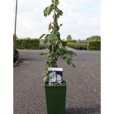 ROSIER GRIMPANT BOBBIE JAMES En pot de 4-5 litres