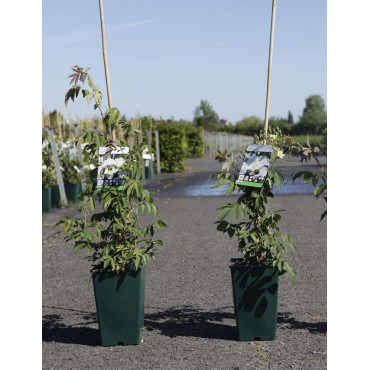 ROSIER GRIMPANT FILIPES KIFTSGATE En pot de 4-5 litres