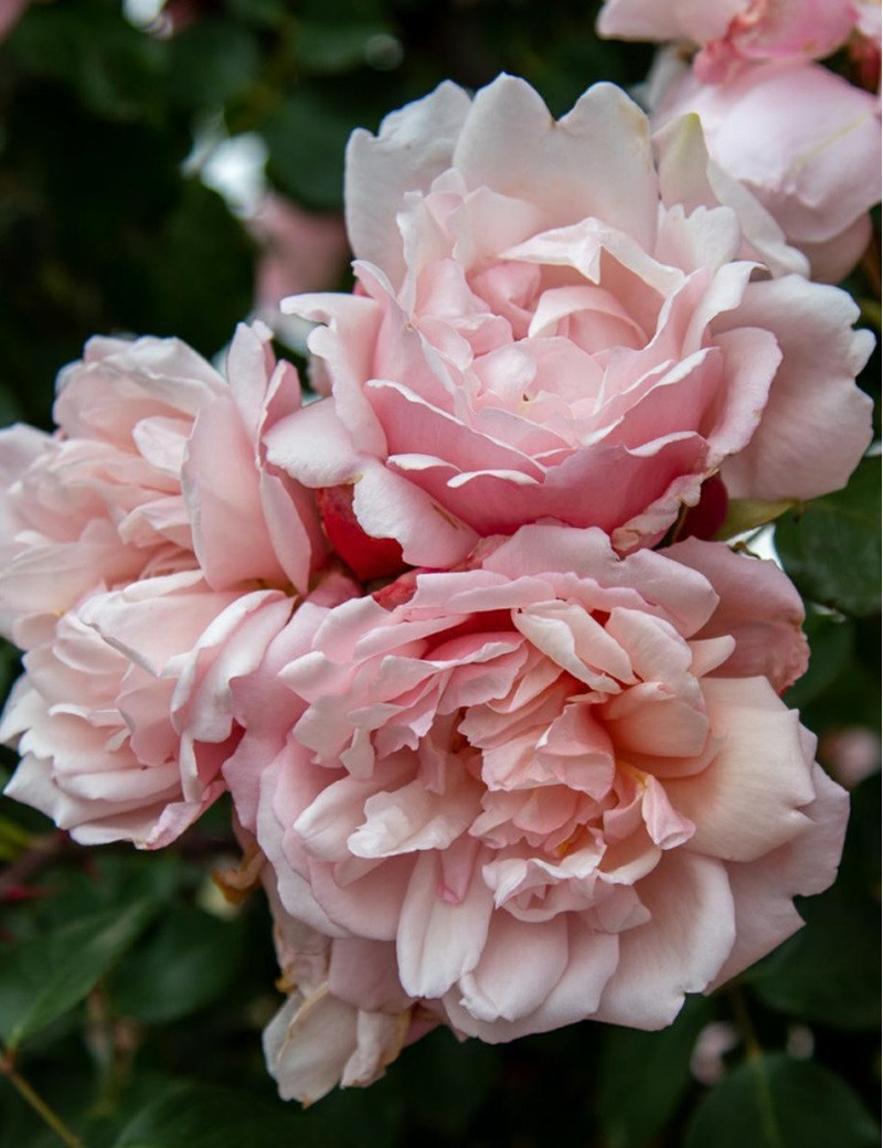 ROSIER GRIMPANT ALBERTINE