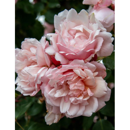 ROSIER GRIMPANT ALBERTINE