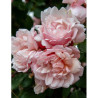 ROSIER GRIMPANT ALBERTINE