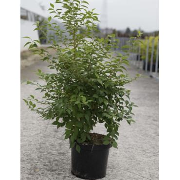 STYRAX japonicus En pot de 10-12 litres