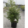 STYRAX japonicus En pot de 10-12 litres