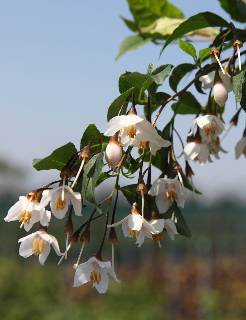 STYRAX japonicus