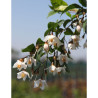 STYRAX japonicus