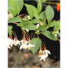 STYRAX japonicus