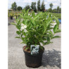 WEIGELA SNOWFLAKE Enpot de 10-12 litres