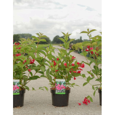 WEIGELA RED PRINCE En pot de 4-5 litres