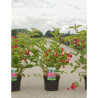 WEIGELA RED PRINCE En pot de 4-5 litres