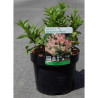 WEIGELA ALL SUMMER PEACH En pot de 4-5 litres