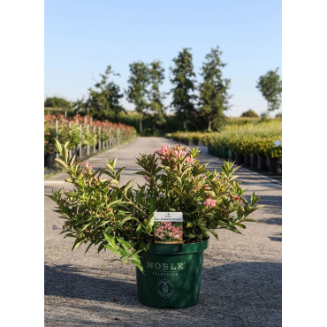 WEIGELA ALL SUMMER PEACH En pot de 10-12 litres