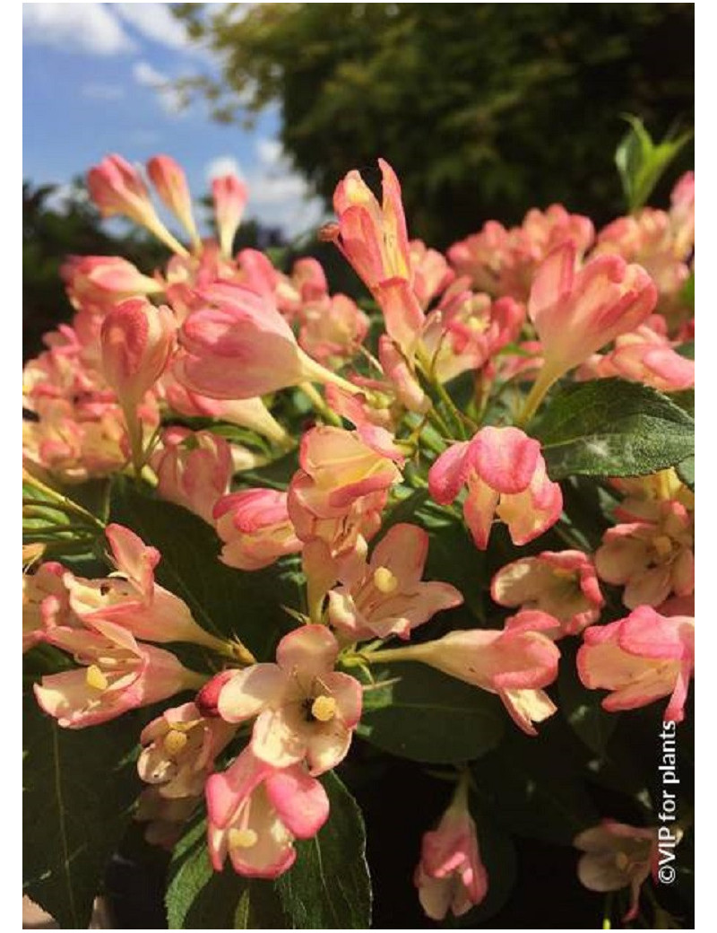 WEIGELA ALL SUMMER PEACH