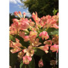 WEIGELA ALL SUMMER PEACH