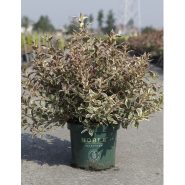 WEIGELA ALL SUMMER MONET En pot de 10-12 litres