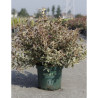 WEIGELA ALL SUMMER MONET En pot de 10-12 litres