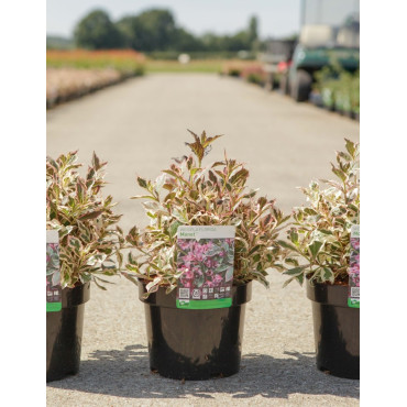 WEIGELA ALL SUMMER MONET En pot de 3-4 litres