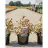 WEIGELA ALL SUMMER MONET En pot de 3-4 litres