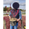 CERCIS chinensis AVONDALE En pot de 10-12 litres