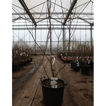 MAGNOLIA denudata DOUBLE DIAMOND En pot de 30-35 litres