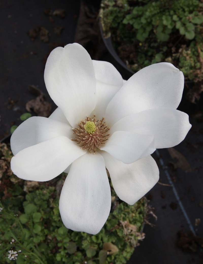 MAGNOLIA denudata DOUBLE DIAMOND