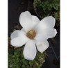 MAGNOLIA denudata DOUBLE DIAMOND