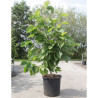 MAGNOLIA denudata DOUBLE DIAMOND En pot de 30-35 litres