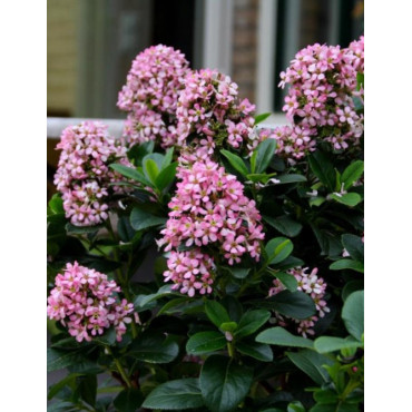 ESCALLONIA laevis PINK ELLE