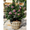 ESCALLONIA laevis PINK ELLE