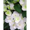 HYDRANGEA RUNAWAY BRIDE