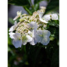 HYDRANGEA RUNAWAY BRIDE