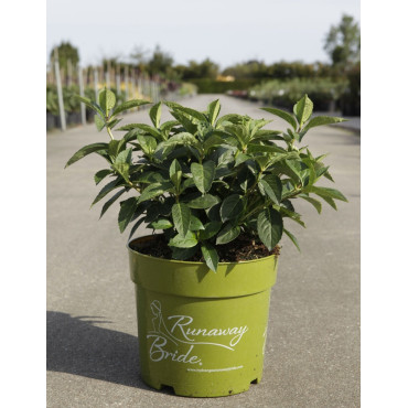 HYDRANGEA RUNAWAY BRIDE En pot de 5-7 litres