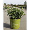 HYDRANGEA RUNAWAY BRIDE En pot de 5-7 litres