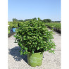 HYDRANGEA RUNAWAY BRIDE En pot de 15-20 litres