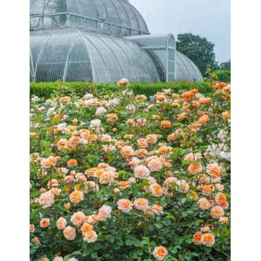 ROSIER DAVID AUSTIN PORT SUNLIGHT