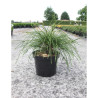 THUJA plicata WHIPCORD En pot de 7-10 litres