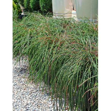 THUJA plicata WHIPCORD