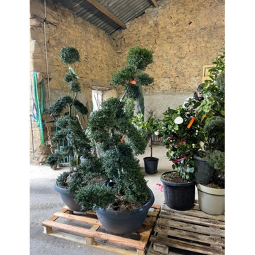 Bonsaï de jardin - ILEX crenata KINME  En pot de 35-50 litres hauteur 160-180 cm