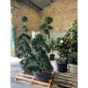 Bonsaï de jardin - ILEX crenata KINME  En pot de 35-50 litres hauteur 160-180 cm