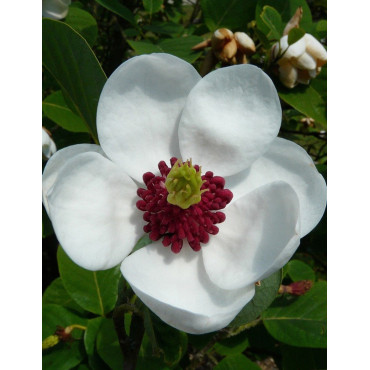 MAGNOLIA sieboldii