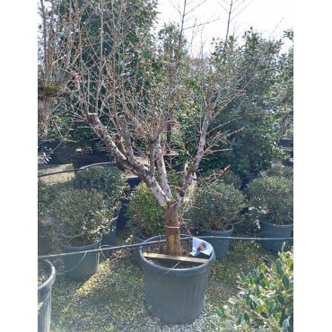 PUNICA granatum En pot de 70 litres Vieux sujet âgé de 5-6 ans