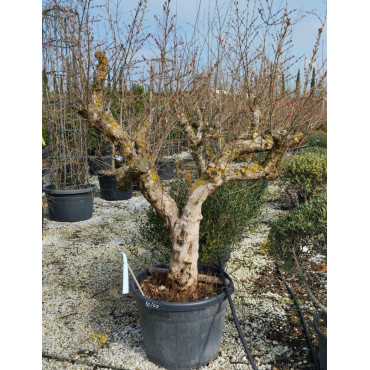 PUNICA granatum En pot de 110 litres Vieux sujet âgé de 17 ans