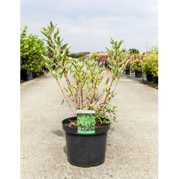 SAMBUCUS nigra MADONNA En pot de 10-12 litres forme buisson