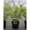 SAMBUCUS nigra MADONNA En pot de 3-4 litres forme buisson