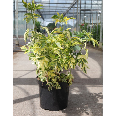 SAMBUCUS nigra MADONNA En pot de 10-12 litres forme buisson