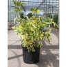 SAMBUCUS nigra MADONNA En pot de 10-12 litres forme buisson