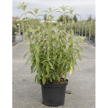 ROSTRINUCULA dependens HAPPY CASCADE En pot de 10-12 litres