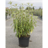 ROSTRINUCULA dependens HAPPY CASCADE En pot de 10-12 litres